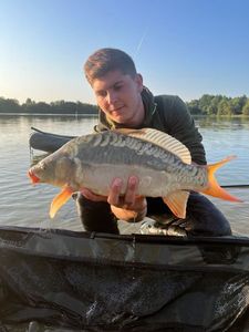 Mirror Carp