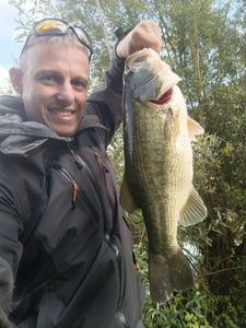 Largemouth Bass