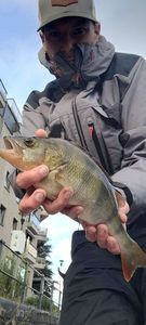 European Perch
