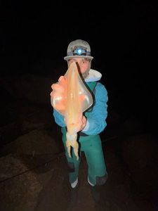 European Squid