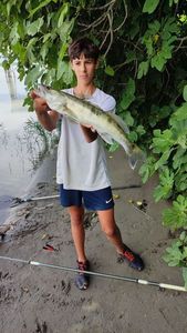 Zander