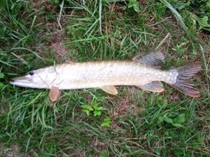 Northern Pike