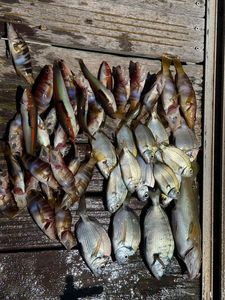 Poissons soupes
