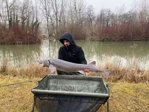 Sturgeon