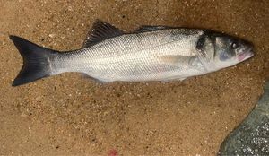 European Bass (Seabass)