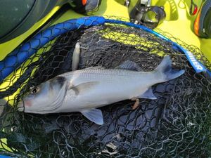 European Bass (Seabass)