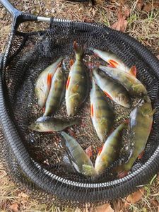 European Perch