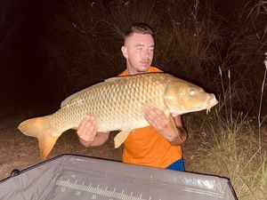 Common Carp