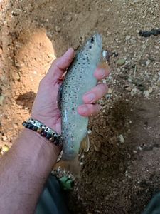 Brown Trout