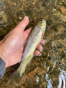 Brown Trout