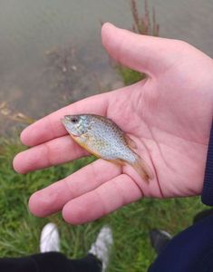 Pumpkinseed