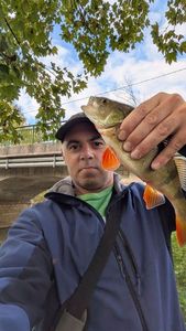 European Perch