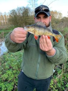 European Perch