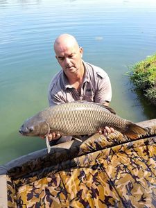 Common Carp