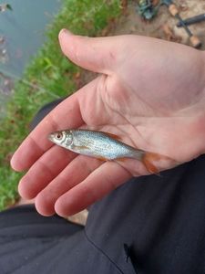 Roach