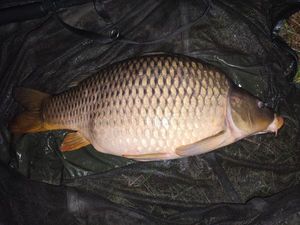 Common Carp