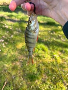 European Perch