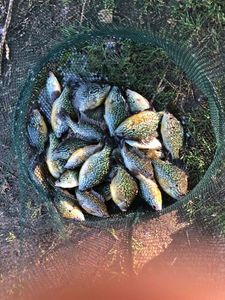 Green Sunfish