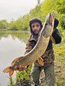 Northern Pike