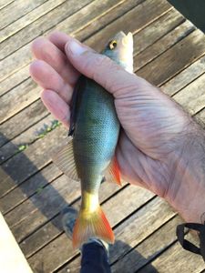 European Perch