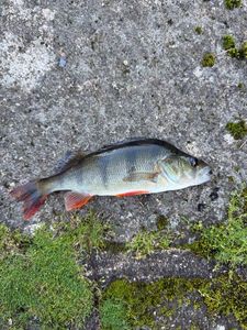 European Perch