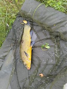 Tench