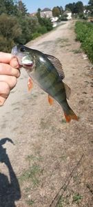 European Perch