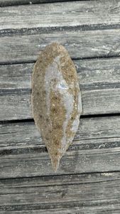 Sole