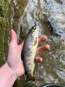 Brown Trout
