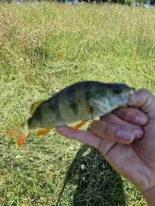 European Perch