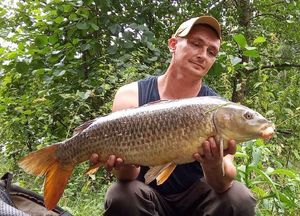 Common Carp