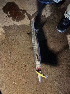 Yellowmouth Barracuda