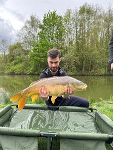 Mirror Carp