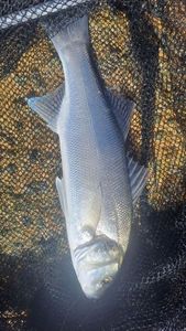 European Bass (Seabass)