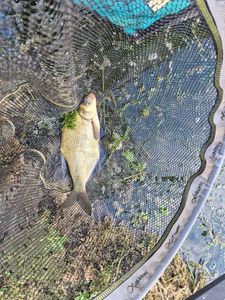 Common Bream