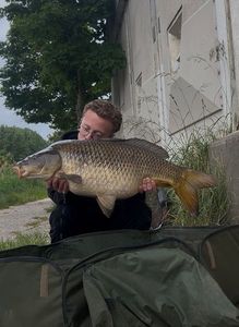 Common Carp