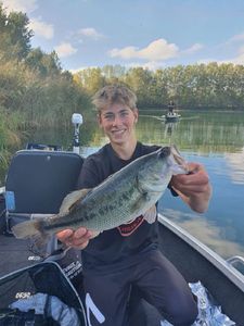 Largemouth Bass