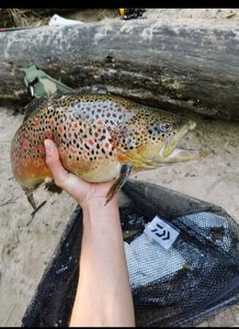 Brown Trout