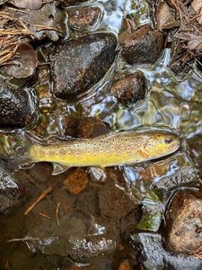 Brown Trout