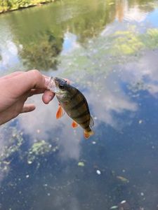 European Perch