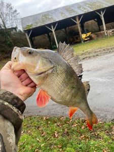 European Perch