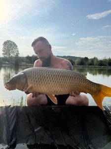 Common Carp