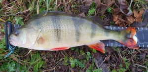 European Perch