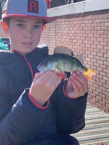 Yellow Perch