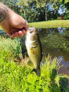 Largemouth Bass