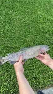 Rainbow Trout