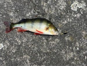 European Perch