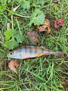 European Perch