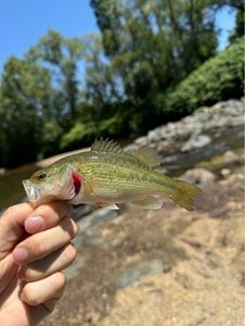Largemouth Bass