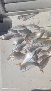 Blackspot Seabream